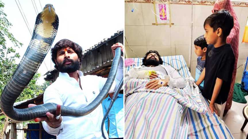 हजारों सांप पकड़ने वाले हौसला की एक गलती, किंग कोबरा ने किया अटैक: अस्पताल में इलाज जारी